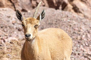 Isolated close up portrait of a female mountain goat in the wild- Southern Israel