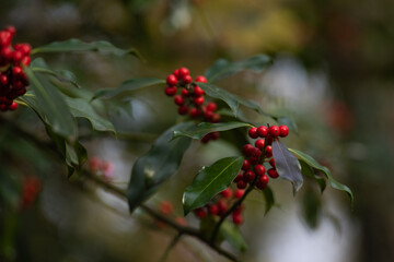 fruits rouge vif du houx