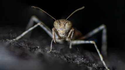 Isolated close up macro of a desert praying mantis- Southern Israel