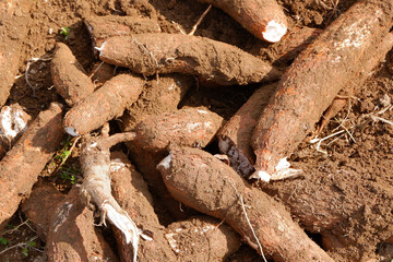 Cassava