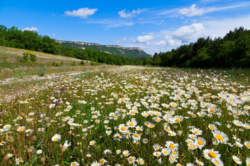Mountain meadow with white flowers, bright blue sky. The Crimea, Mangup Kale. 