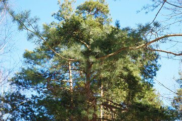 Snow-covered forest in spring, Russia, Moscow region. Dzerzhinsky quarry.