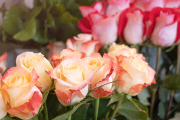 Roses close-up in a flower shop against the background of other plants and flowers. The concept of choosing and buying flowers.