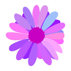 simple flower of blossoming and blooming colored chamomile. Vector Illustration