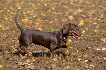 Cute dachshund puppy is walking in the autumn park. Wiener dog or sausage dog. Pet animals.