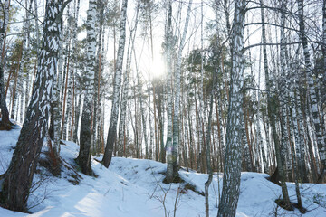 Snow-covered forest in spring, Russia, Moscow region. Dzerzhinsky quarry.