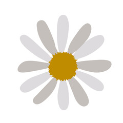 simple flower of blossoming and blooming white chamomile. Vector Illustration