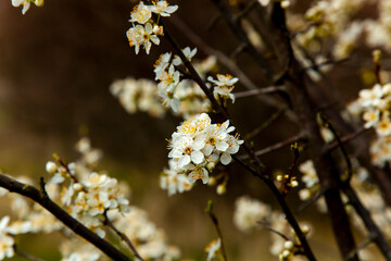 Springtime with white cherry blossoms. Beautiful cherry tree with tender flowers. Amazing spring blossom