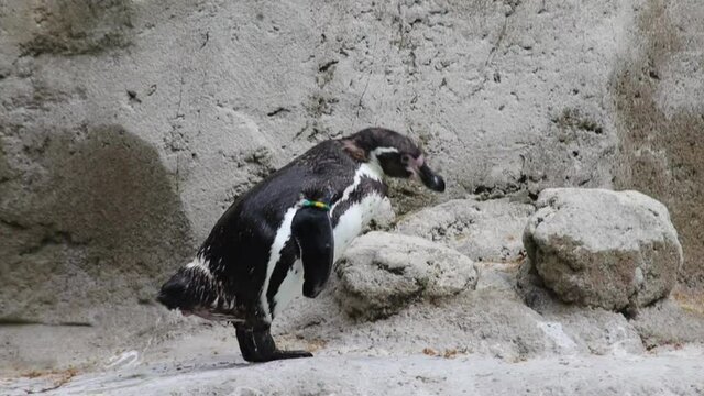 manchot dans un parc animalier