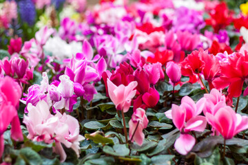 A floral carpet of red and pink cyclamen persicum plants in the spring garden. In the spring, cyclamens of different colors bloom in the garden. Blooming cyclamen. Spring flowers.