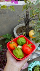 vegetables in a basket