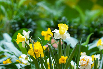 A flower bed with yellow daffodils blooming in the spring garden. In the spring, daffodils of various types bloom in the garden. A blooming daffodil. Blooming daffodils in spring