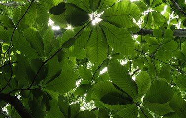 Fototapeta na wymiar 一面に覆われた葉から差す光(Light shining through the leaves covered all over)
