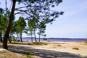 Fototapeta na wymiar wild beach sandy coast and pine tree in Lacanau lake southwest France