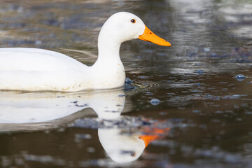 Mallard - Anas platyrhynchos