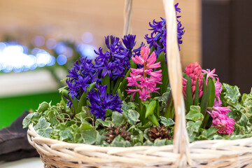 A beautiful floral arrangement of colorful hyacinths in a wicker basket. Flower arrangement on the table. The concept of a holiday card. A bouquet as a gift.