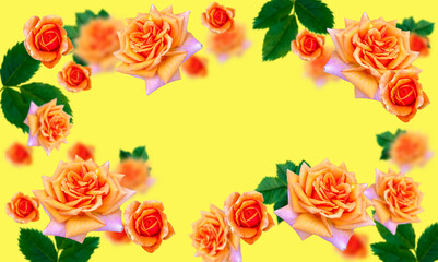 Orange roses on a solid yellow background. Place it in three-dimensional space. The concept of banner backgrounds or wallpapers. space for the text.