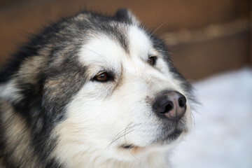 Close up portrait of a Siberian husky.