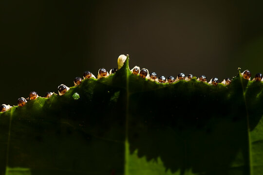 Caterpillar in Nature