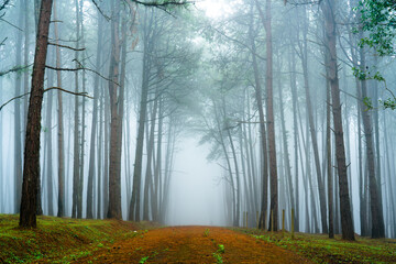 Obraz premium Pine tree in forest 