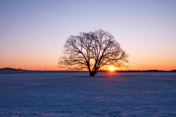 冬の豊頃町 ハルニレの木と日の出の風景
