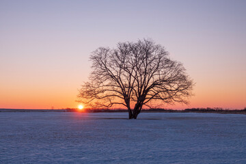 Fototapeta na wymiar 冬の豊頃町 ハルニレの木と日の出の風景 