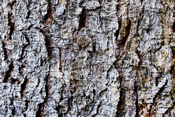Old Wooden Texture