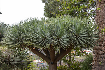 Spanish bayonet tree Latin name Yucca aloifolia flowers