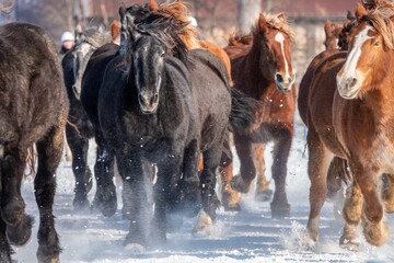 冬の北海道 音更町十勝牧場の馬追い運動
