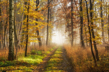 Footpath through Sunny Forest in Autumn with Morning Fog in a distance