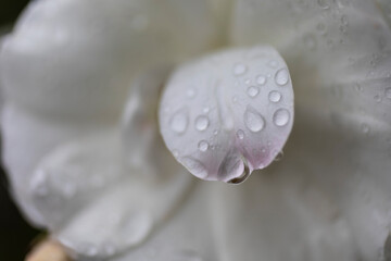 Close up fresh raindrops on white flower petal
