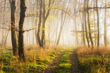Footpath through Enchanted Forest in Autumn, Morning Fog illuminated by Sunlight