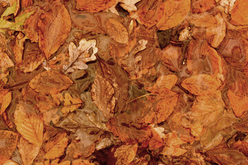 Herbst mit Laub als Hintergrund
