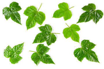green leaves isolated on white background
