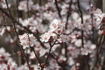 Closeup of a branch of blossoming Prunus Cerasifera Pissardii tree with blurred pink flowers. Spring in a Dutch garden, Netherlands, March.