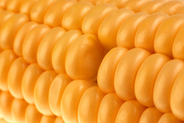 Sweet yellow corn cob