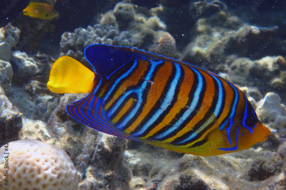 Wall mural Regal angelfish (Pygoplites diacanthus) in the coral reef