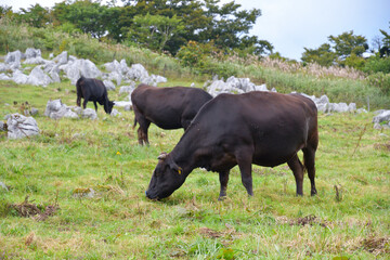姫鶴牧場の牛