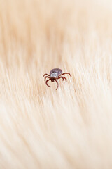 Infectious dermacentor dog tick arachnid parasite on blur animal background