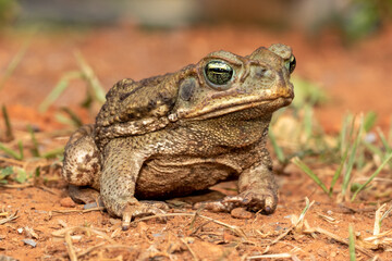 Eine freigestellte Rokokokröte in der Frontale im brasilianischen Pantanal
