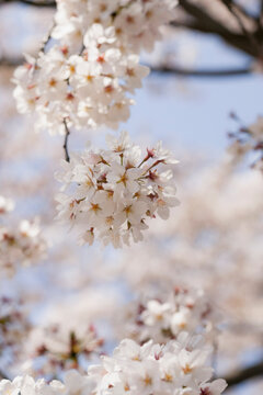 Close up beautiful delicate white cherry blossoms
