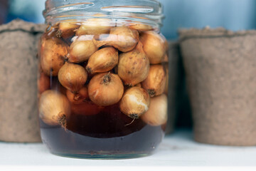 Small onions for harvesting soaking in jar with water with potassium permanganate for disinfection...