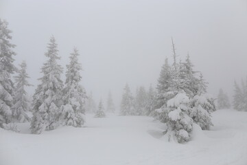Beautiful winter landscape with snow covered trees in Czech Republic