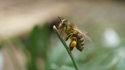 Honigbiene Honeybee Pollen