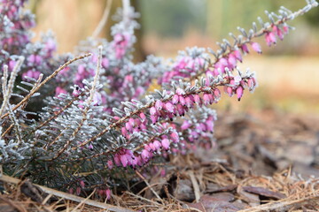 Frosted erica flowers closeup in morning spring garden