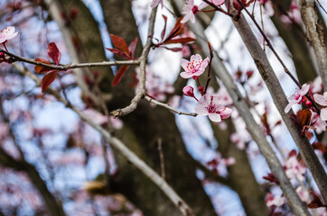 Purple flowers of red wild plum blossomed in the canopy of the tree. 