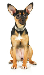 Fototapeta premium toy terrier dog looking up