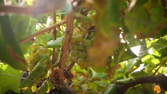Bunch of ripe grapes at vine with light flare and camera rotation