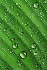 Water drops on fresh green leaf