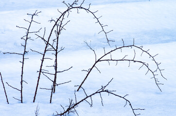 Rose branches with thorns in snow